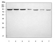 Western blot testing of 1) human HeLa, 2) human HepG2, 3) human RT4, 4) rat liver, 5) rat RH35, 6) mouse liver and 7) mouse NIH 3T3 cell lysate with GlnRS antibody. Predicted molecular weight ~88 kDa.