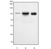 Western blot testing of 1) human MCF7, 2) human A549 and 3) mouse lung tissue lysate with PCDHGA2 antibody. Predicted molecular weight ~101 kDa and ~90 kDa (two isoforms).