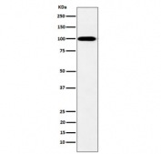 Western blot testing of human K562 cell lysate with Myosin XIX antibody. Predicted molecular weight ~109 kDa.