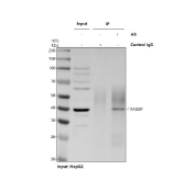Immunoprecipitation of TARDBP protein from 500ug of human HepG2 whole cell lysate with 2ug of TARDBP antibody.