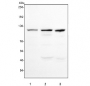 Western blot testing of 1) human HaCaT, 2) rat heart and 3) mouse heart tissue lysate with Plakophilin 2 antibody. Predicted molecular weight: 93-97 kDa.