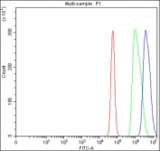 Flow cytometry testing of fixed and permeabilized human U-87 MG cells with Plakophilin 2 antibody at 1ug/million cells (blocked with goat sera); Red=cells alone, Green=isotype control, Blue= Plakophilin 2 antibody.