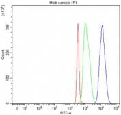 Flow cytometry testing of fixed human SH-SY5Y cells with PCPE1 antibody at 1ug/million cells (blocked with goat sera); Red=cells alone, Green=isotype control, Blue= PCPE1 antibody.