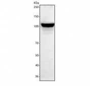 Western blot testing of human HEL cell lysate with MYO1G antibody. Predicted molecular weight ~116 kDa.