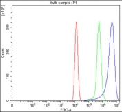 Flow cytometry testing of fixed human HEL cells with MYO1G antibody at 1ug/million cells (blocked with goat sera); Red=cells alone, Green=isotype control, Blue= MYO1G antibody.