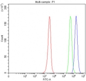 Flow cytometry testing of fixed and permeabilized human JK cells with Serpin B8 antibody at 1ug/million cells (blocked with goat sera); Red=cells alone, Green=isotype control, Blue= Serpin B8 antibody.