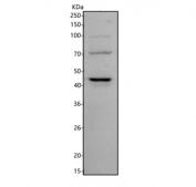 Western blot testing of human Jurkat cell lysate with Serpin B8 antibody. Predicted molecular weight ~43 kDa.