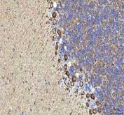 IHC staining of FFPE rat cerebellum tissue with HCRT antibody. HIER: boil tissue sections in pH8 EDTA for 20 min and allow to cool before testing.