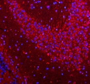 Immunofluorescent staining of FFPE mouse brain tissue with HCRT antibody (red) and DAPI nuclear stain (blue). HIER: steam section in pH8 EDTA buffer for 20 min.