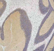 IHC staining of FFPE rat cerebellum tissue with HCRT antibody. HIER: boil tissue sections in pH8 EDTA for 20 min and allow to cool before testing.