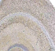 IHC staining of FFPE mouse brain tissue with HCRT antibody. HIER: boil tissue sections in pH8 EDTA for 20 min and allow to cool before testing.