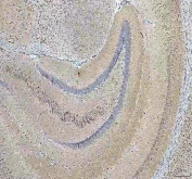 IHC staining of FFPE mouse brain tissue with HCRT antibody. HIER: boil tissue sections in pH8 EDTA for 20 min and allow to cool before testing.