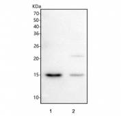 Western blot testing of human 1) HeLa and 2) Caco-2 cell lysate with LMO7DN antibody. Predicted molecular weight ~13 kDa.