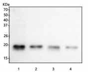 Western blot testing of human 1) 293T, 2) K562, 3) A431 and 4) HeLa cell lysate with CENP-R antibody. Predicted molecular weight ~20 kDa.