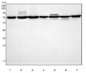 Western blot testing of 1) human K562, 2) human A549, 3) human A431, 4) rat testis, 5) rat PC-12, 6) mouse testis and 7) mouse RAW264.7 cell lysate with MINDY4 antibody. Predicted molecular weight ~84 kDa.