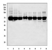 Western blot testing of 1) human HeLa, 2) human HepG2, 3) human Caco-2, 4) human Raji, 5) rat PC-12, 6) rat C6, 7) mouse NIH 3T3 and 8) mouse Ana-1 cell lysate with NF-kB p65 antibody. Expected molecular weight ~65 kDa.