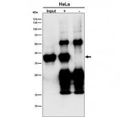 Immunoprecipitation of MAS1L protein from 500ug of human HeLa whole cell lysate with MAS1L antibody at 1:50. Western blot testing done at 1:1000.