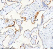 IHC staining of FFPE human placental tissue with SCD1 antibody. HIER: boil tissue sections in pH8 EDTA for 20 min and allow to cool before testing.