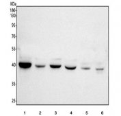 Western blot testing of 1) human 293T, 2) human Jurkat, 3) human HeLa, 4) monkey COS-7, 5) rat C6 and 6) mouse NIH 3T3 cell lysate with PHF6 antibody. Predicted molecular weight ~41 kDa.