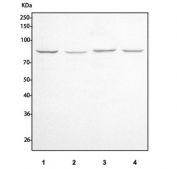Western blot testing of human 1) HeLa, 2) PC-3, 3) A549 and 4) K562 cell lysate with INTS13 antibody. Predicted molecular weight ~80 kDa.