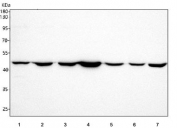 Western blot testing of 1) human HeLa, 2) human Jurkat, 3) human HepG2, 4) human A549, 5) rat liver, 6) rat PC-12 and 7) mouse RAW264.7 cell lysate with PGDH antibody. Predicted molecular weight ~53 kDa.
