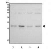 Western blot testing of human 1) Jurkat, 2) HeLa, 3) ThP-1 and 4) RT4 cell lysate with RNA-binding motif protein 3 antibody. Predicted molecular weight ~17 kDa.