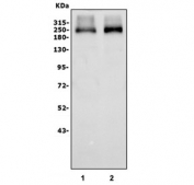 Western blot testing of human 1) HEK293 and 2) K562 cell lysate with ANAPC1 antibody. Predicted molecular weight ~217 kDa but may be observed at higher molecular weights due to phosphorylation.