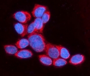 Immunofluorescent staining of FFPE human A549 cells with ANAPC1 antibody (red) and DAPI nuclear stain (blue). HIER: steam section in pH6 citrate buffer for 20 min.