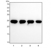 Western blot testing of human 1) A549, 2) HeLa, 3) PC-3 and 4) U-2 OS cell lysate with Thymidylate kinase antibody. Predicted molecular weight ~24 kDa.