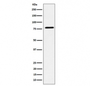 Western blot testing of human MCF7 cell lysate with EXOC3 antibody. Predicted molecular weight ~85 kDa.