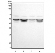 Western blot testing of human 1) SH-SY5Y, 2) U-251, 3) RT4 and 4) PC-3 cell lysate with SLC37A3 antibody. Predicted molecular weight ~54 kDa, ~53 kDa and ~49 kDa (multiple isoforms).