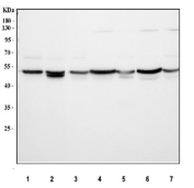Western blot testing of 1) human SH-SY5Y, 2) human U-251, 3) human PC-3, 4) rat brain, 5) rat C6, 6) mouse brain and 7) mouse Neuro-2a cell lysate with SLC37A3 antibody. Predicted molecular weight ~54 kDa, ~53 kDa and ~49 kDa (multiple isoforms).