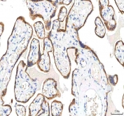 IHC staining of FFPE human placental tissue with PKDCC antibody. HIER: boil tissue sections in pH8 EDTA for 20 min and allow to cool before testing.