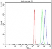 Flow cytometry testing of fixed and permeabilized human 293T cells with HSPA4L antibody at 1ug/million cells (blocked with goat sera); Red=cells alone, Green=isotype control, Blue= HSPA4L antibody.