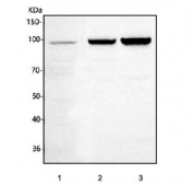 Western blot testing of 1) human HeLa, 2) rat testis and 3) mouse testis tissue lysate with HSPA4L antibody. Predicted molecular weight ~95 kDa.