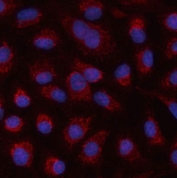 Immunofluorescent staining of FFPE human A549 cells with HSPA4L antibody (red) and DAPI nuclear stain (blue). HIER: steam section in pH6 citrate buffer for 20 min.