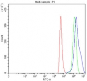 Flow cytometry testing of fixed and permeabilized human HeLa cells with HSPA4L antibody at 1ug/million cells (blocked with goat sera); Red=cells alone, Green=isotype control, Blue= HSPA4L antibody.
