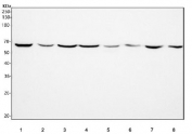 Western blot testing of 1) human HepG2, 2) human K562, 3) human Jurkat, 4) human HEL, 5) rat PC-12, 6) rat NRK, 7) mouse RAW264.7 and 8) mouse SP2/0 cell lysate with INTS12 antibody. Predicted molecular weight ~49 kDa but may be observed at higher molecular weights due to sumoylation and phosphorylation.