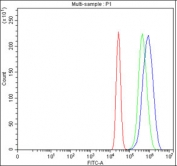 Flow cytometry testing of fixed and permeabilized human MCF7 cells with INTS12 antibody at 1ug/million cells (blocked with goat sera); Red=cells alone, Green=isotype control, Blue= INTS12 antibody.