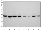 Western blot testing of 1) human A549, 2) human Caco-2, 3) human HeLa, 4) human 293T, 5) rat brain, 6) rat thymus, 7) mouse brain and 8) mouse thymus tissue lysate with MACROH2A1 antibody. Predicted molecular weight ~40 kDa.