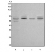 Western blot testing of 1) rat testis, 2) rat brain, 3) mouse testis and 4) mouse brain tissue lysate with SLC13A4 antibody. Predicted molecular weight ~69 kDa with three potential smaller isoforms.