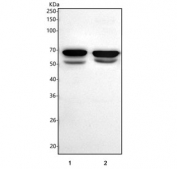 Western blot testing of 1) rat brain and 2) mouse brain tissue lysate with SLAIN1 antibody. Predicted molecular weight: 21-61 kDa (multiple isoforms).