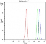 Flow cytometry testing of fixed and permeabilized human JK cells with SLAIN1 antibody at 1ug/million cells (blocked with goat sera); Red=cells alone, Green=isotype control, Blue= SLAIN1 antibody.