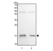 Western blot testing of 1) rat brain and 2) mouse brain tissue lysate with HBQ1 antibody. Predicted molecular weight ~16 kDa.