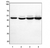 Western blot testing of human 1) 293T, 2) HeLa, 3) Caco-2 and 4) HepG2 cell lysate with HSDL2 antibody. Predicted molecular weight ~45 kDa.