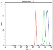 Flow cytometry testing of fixed and permeabilized human HepG2 cells with HSDL2 antibody at 1ug/million cells (blocked with goat sera); Red=cells alone, Green=isotype control, Blue= HSDL2 antibody.
