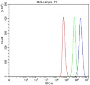 Flow cytometry testing of fixed and permeabilized human HeLa cells with HELZ antibody at 1ug/million cells (blocked with goat sera); Red=cells alone, Green=isotype control, Blue= HELZ antibody.