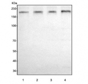 Western blot testing of human 1) HeLa, 2) MCF7, 3) HEL and 4) K562 cell lysate with HELZ antibody. Predicted molecular weight ~219 kDa.