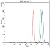 Flow cytometry testing of fixed and permeabilized human MCF7 cells with HELZ antibody at 1ug/million cells (blocked with goat sera); Red=cells alone, Green=isotype control, Blue= HELZ antibody.