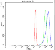 Flow cytometry testing of fixed and permeabilized human RT4 cells with XDH antibody at 1ug/million cells (blocked with goat sera); Red=cells alone, Green=isotype control, Blue= XDH antibody.